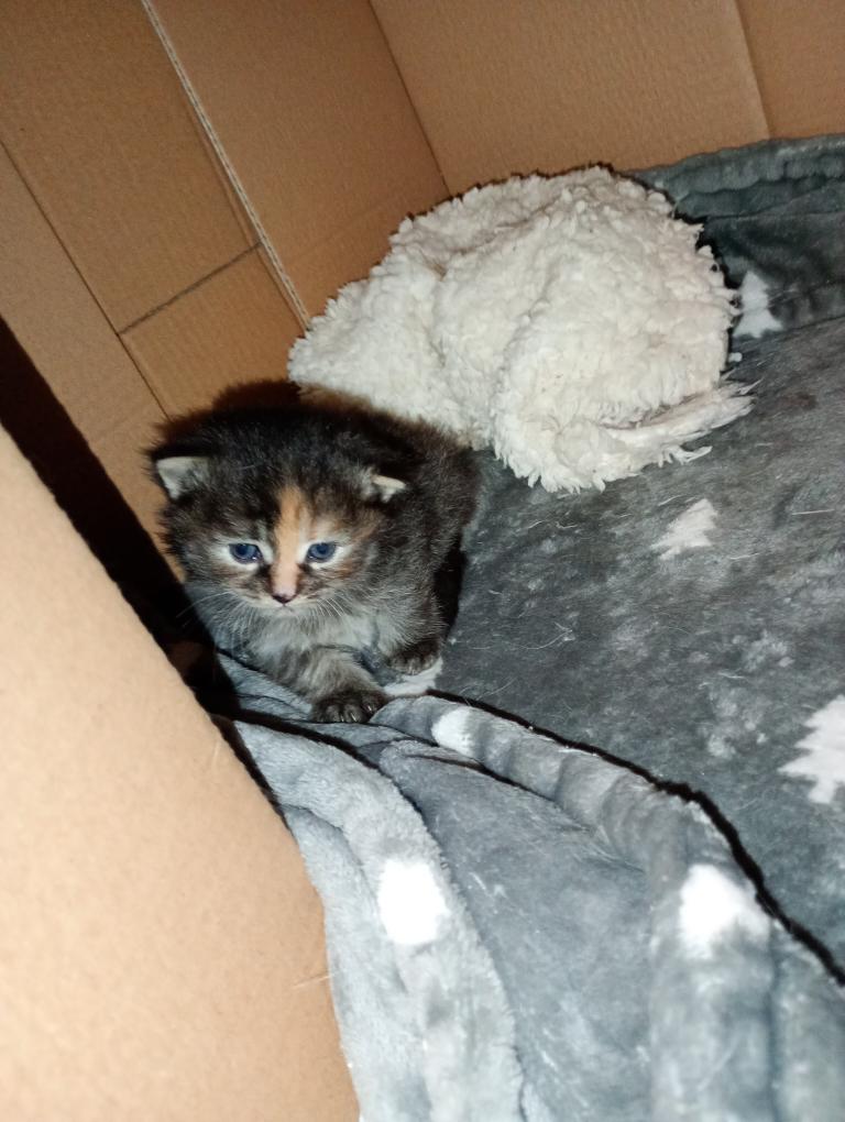Teri