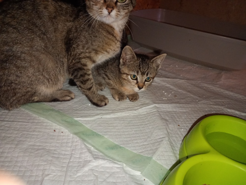 Fifinka