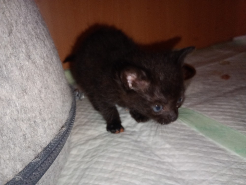 Moňák